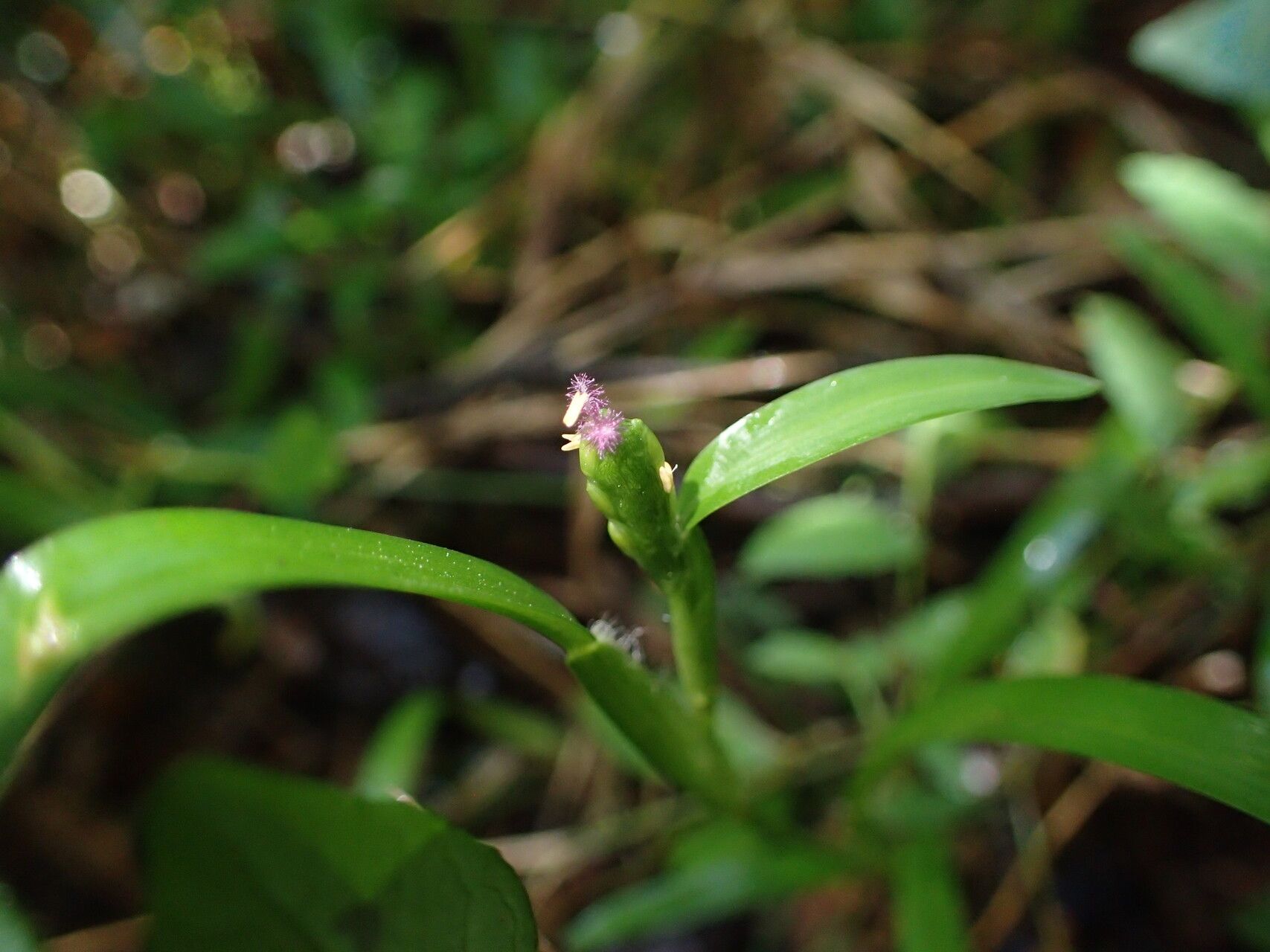 Stenotaphrum oostachyum flower