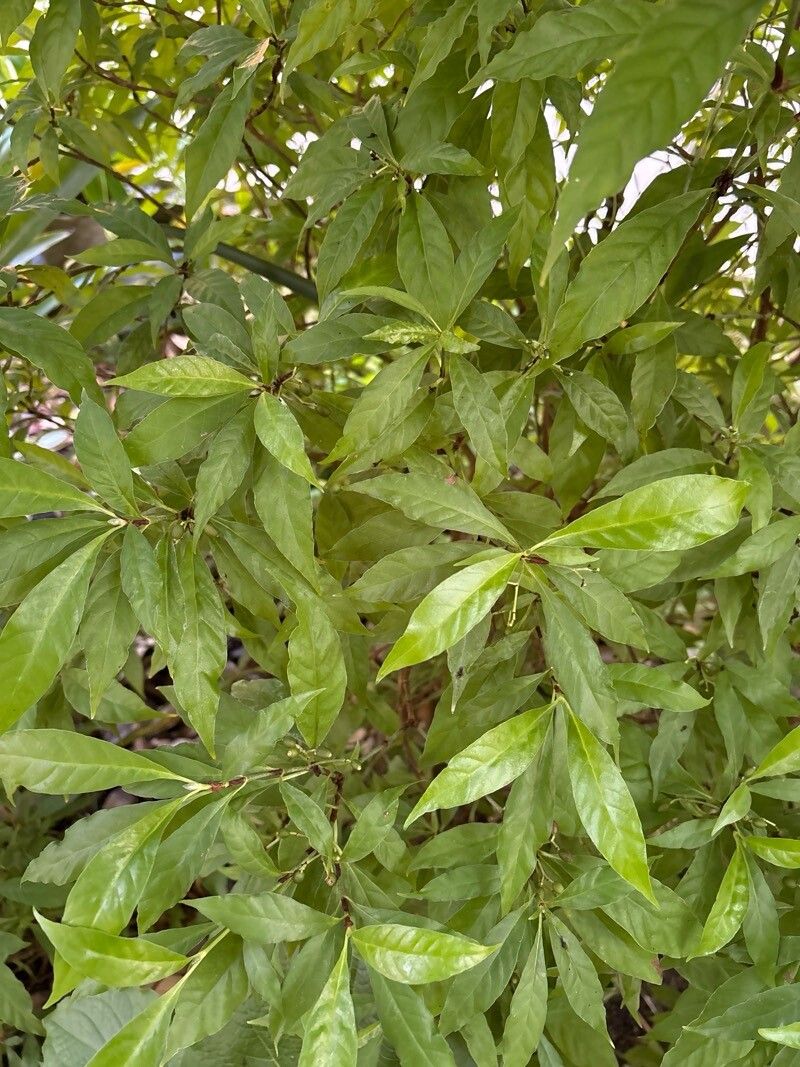 Psychotria emetica — houseplant care guide