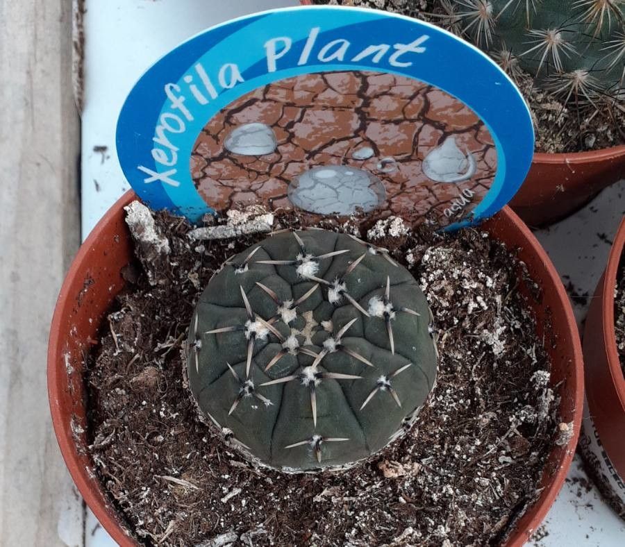 Gymnocalycium schroederianum — search result for 'Gymnocalycium'