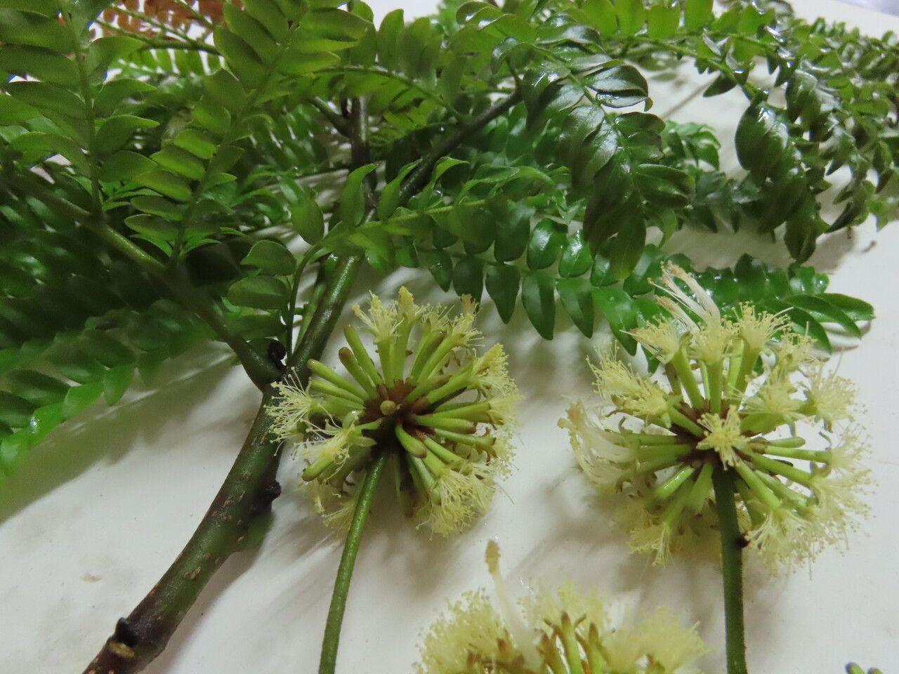 Cojoba costaricensis flower