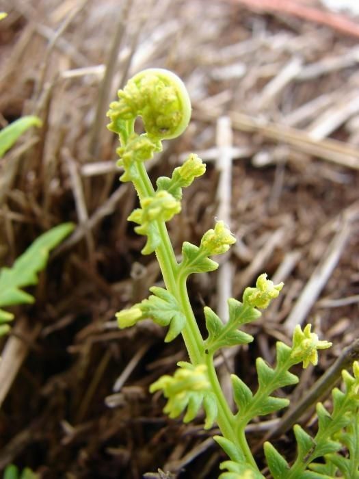 Pityrogramma calomelanos habit