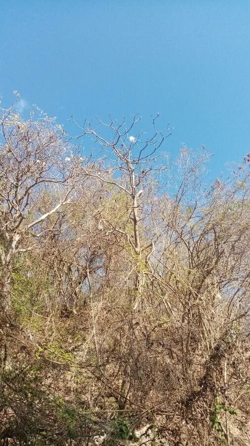 Pseudobombax ellipticum flower