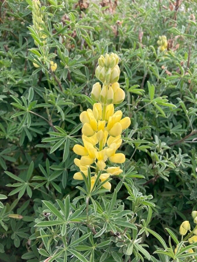 Lupinus arboreus flower