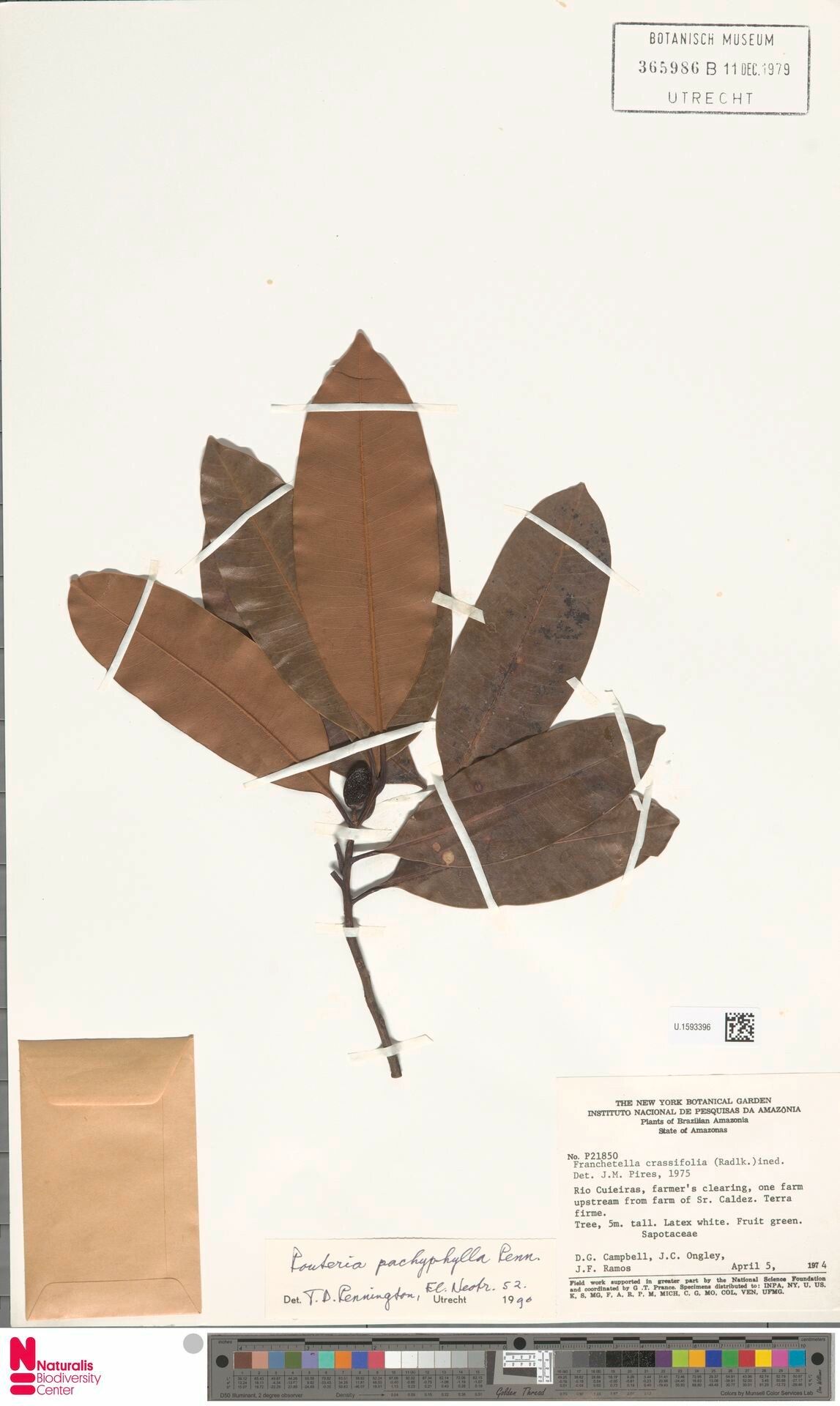 Pouteria pachyphylla fruit