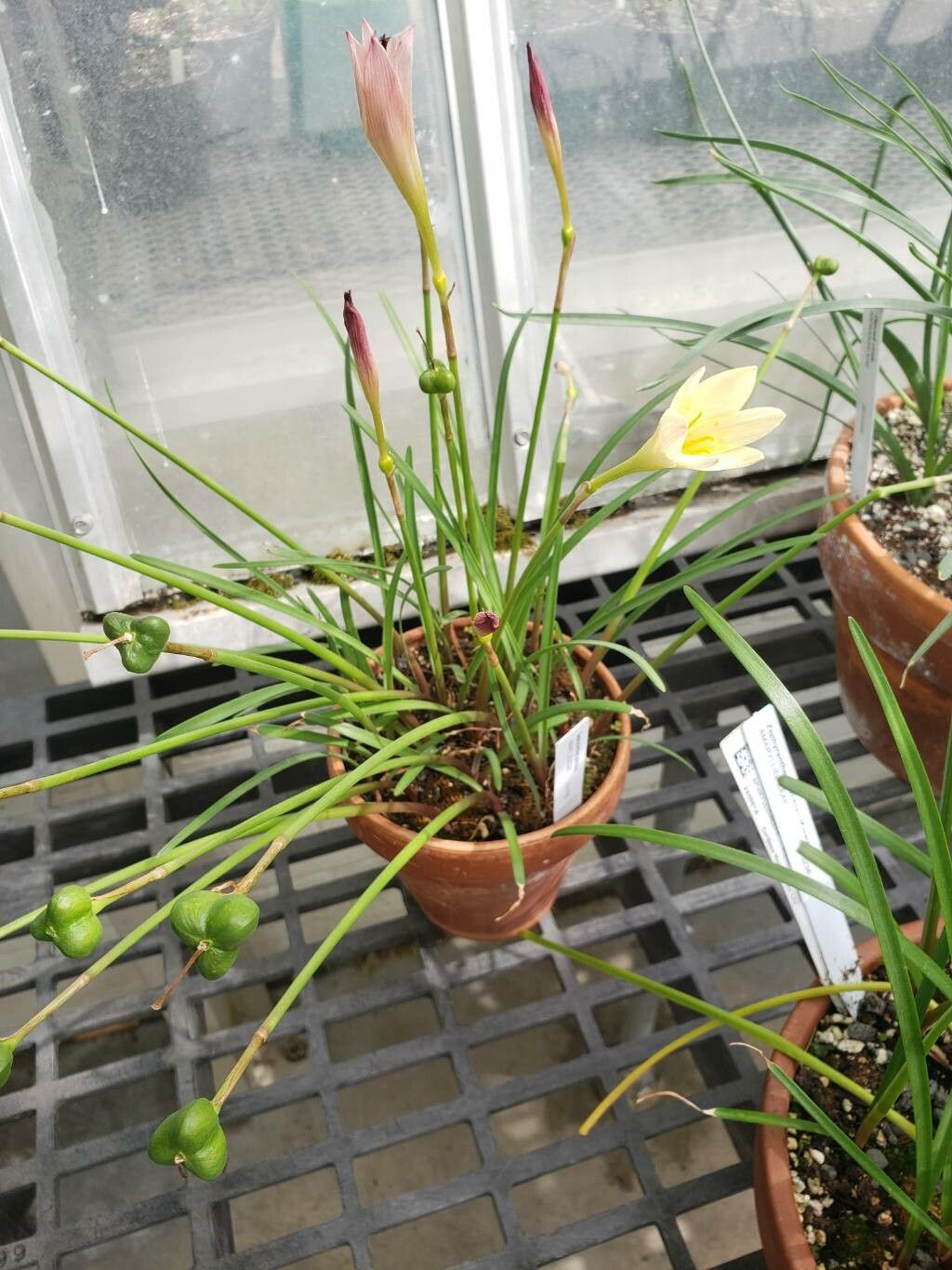 Zephyranthes primulina habit