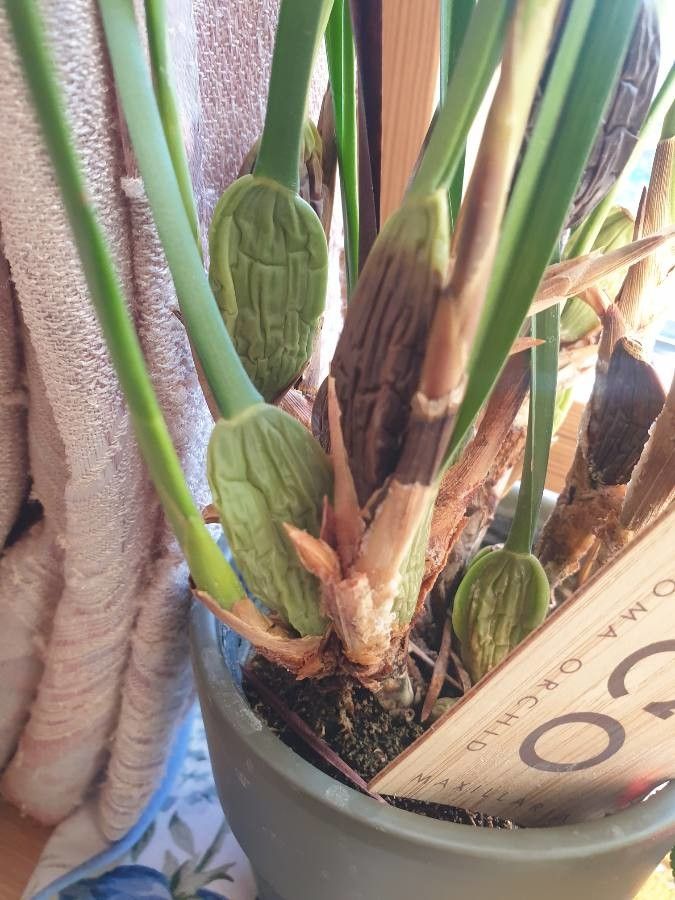 Coelogyne asperata leaf