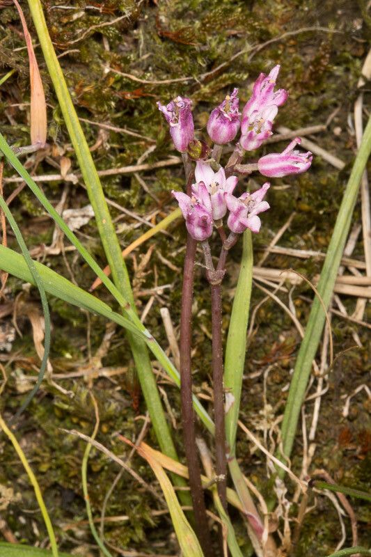 Brimeura fastigiata habit