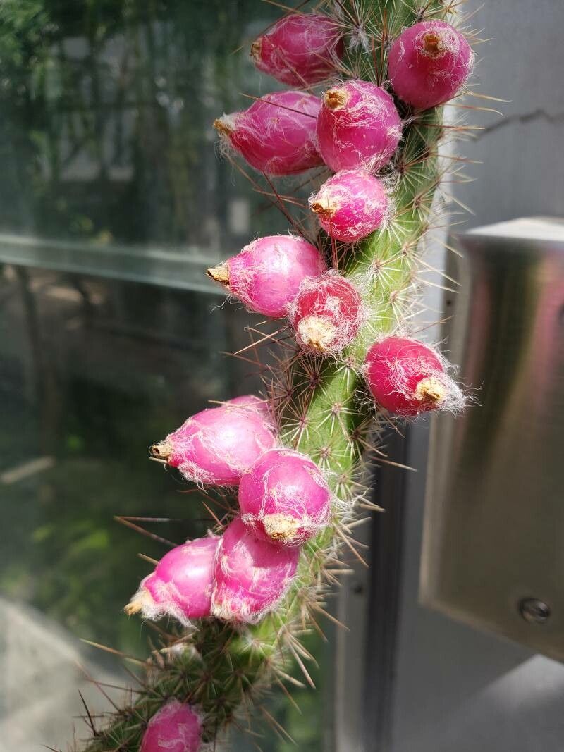 Cleistocactus baumannii fruit