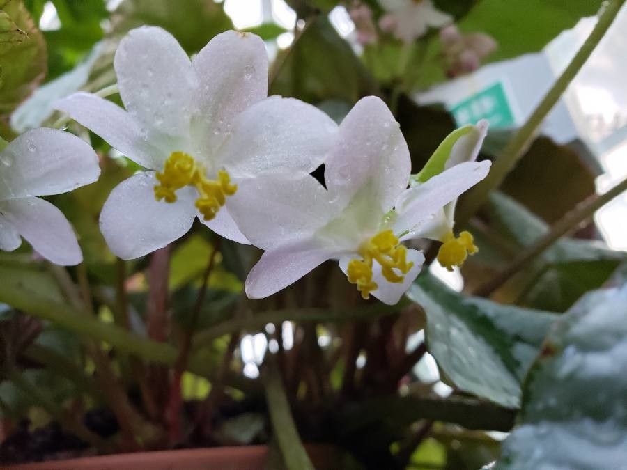 Begonia hirtella flower