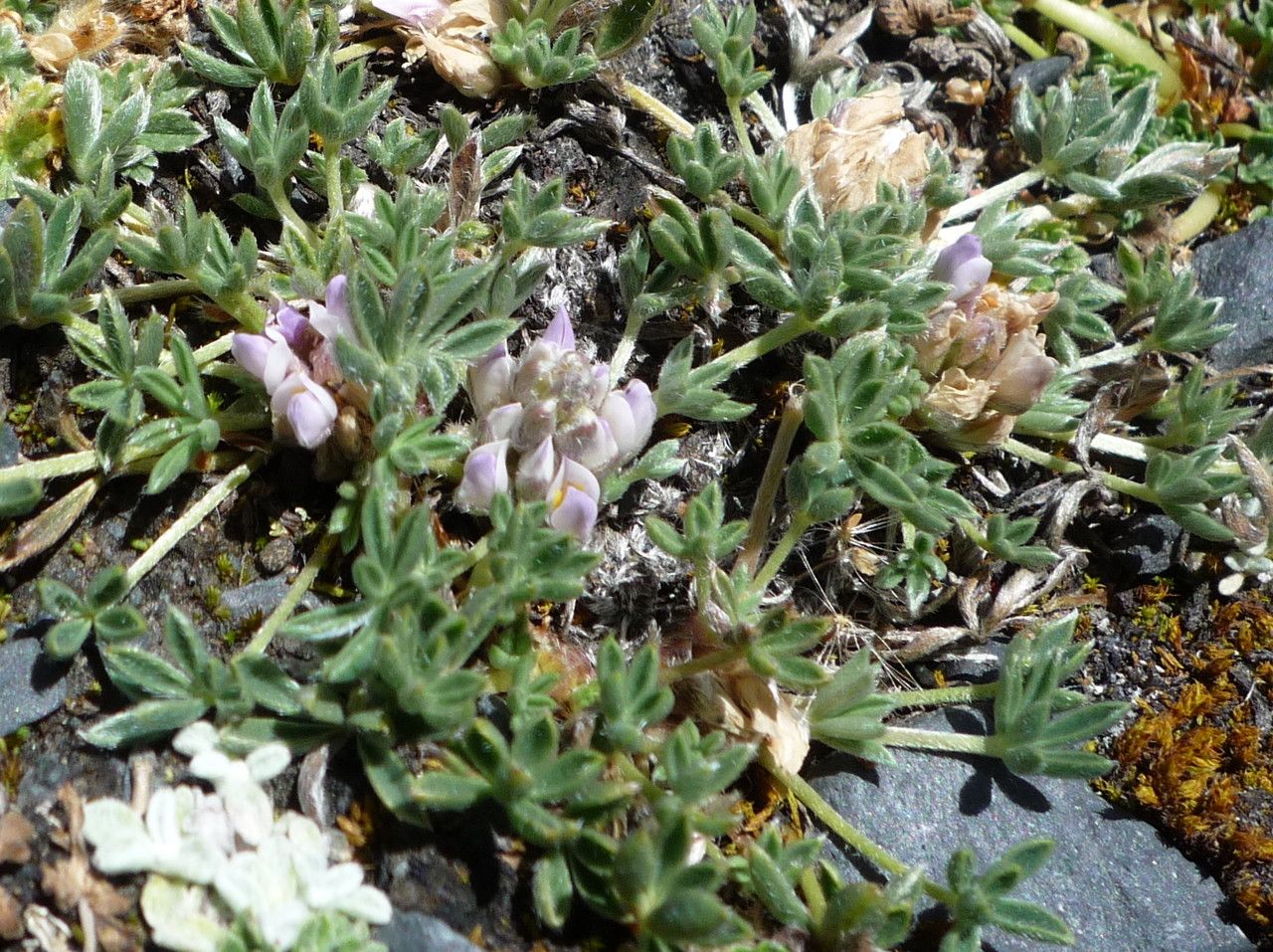 Lupinus conicus habit