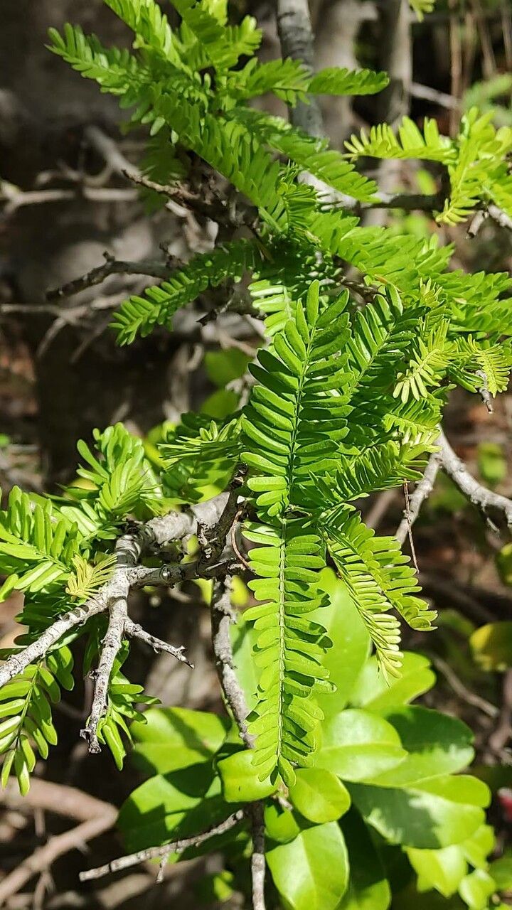 Schotia afra — related species from the same genus