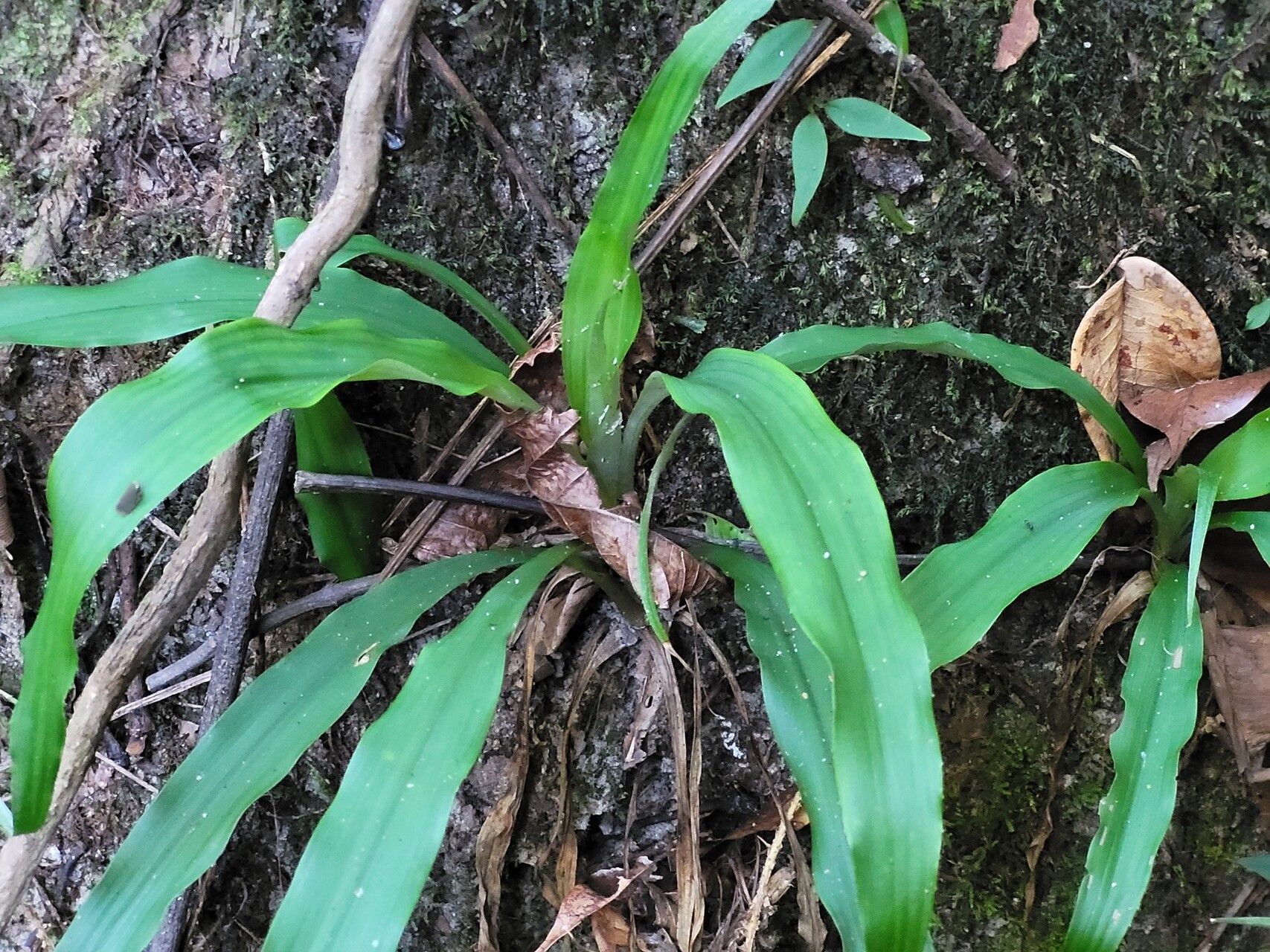 Pitcairnia rubiginosa — search result for 'Pitcairnia'