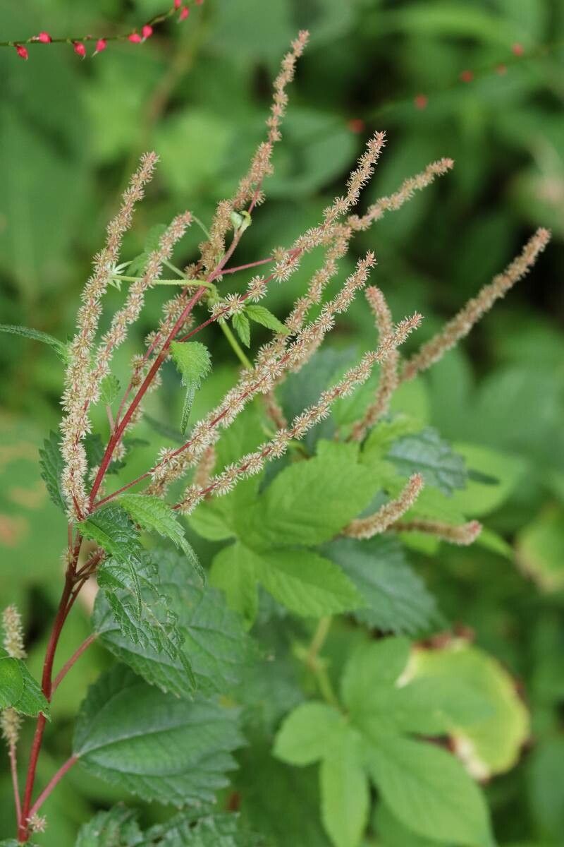 Boehmeria spicata — search result for 'Boehmeria'