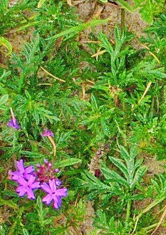 Verbena selloi — houseplant care guide