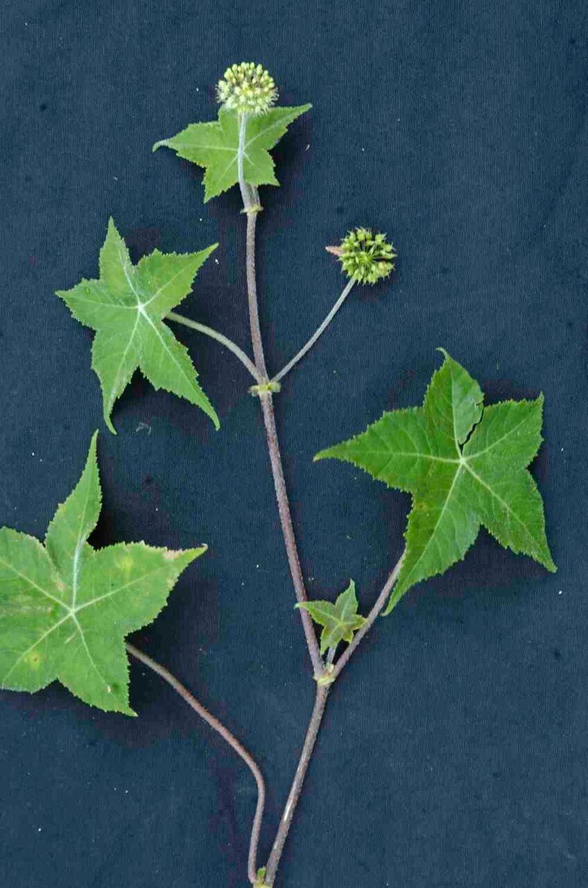 Hydrocotyle quinqueloba flower