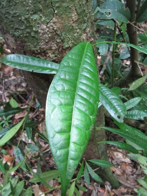 Licaria cannella leaf