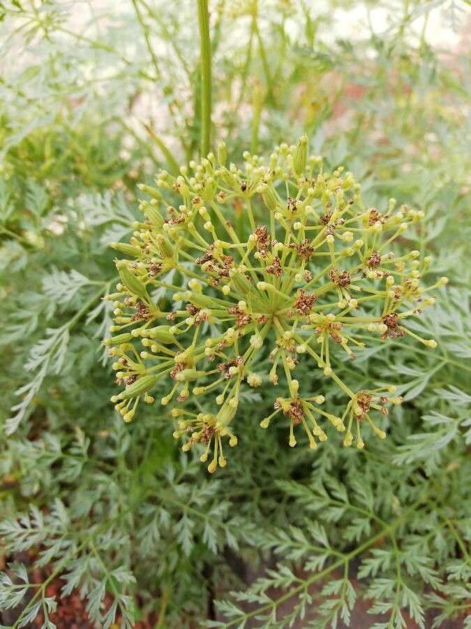 Sphallerocarpus gracilis flower