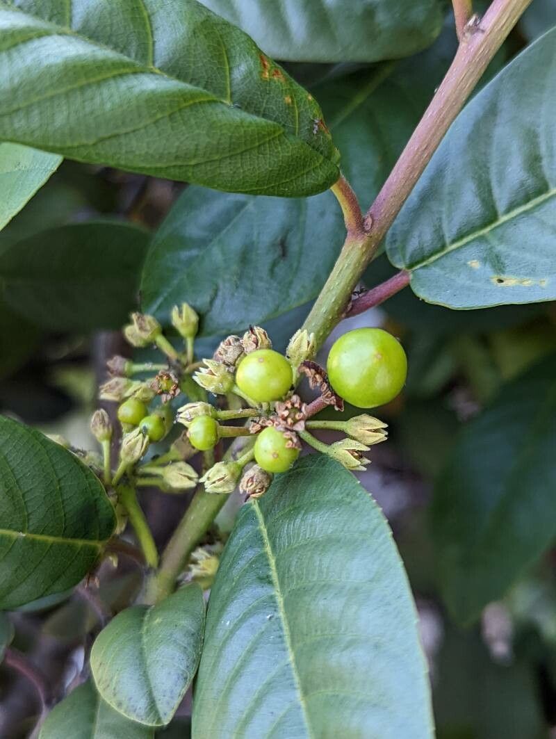 Frangula californica fruit