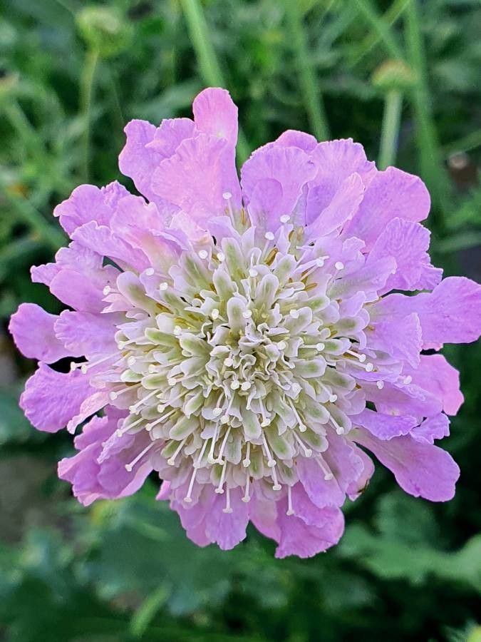 Lomelosia graminifolia flower