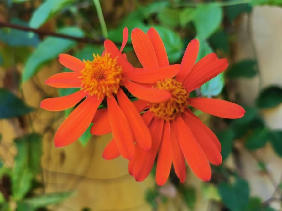 Pseudogynoxys chenopodioides flower