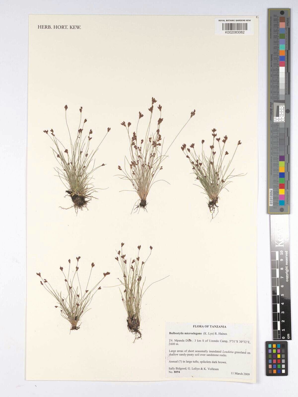 Bulbostylis microelegans — houseplant care guide