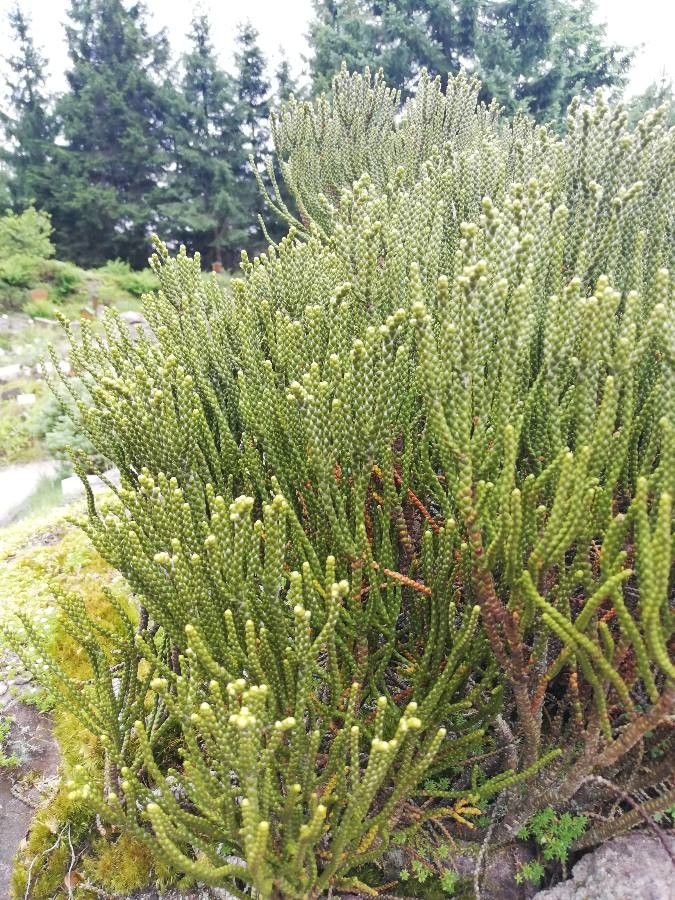 Leptinella pyrethrifolia leaf