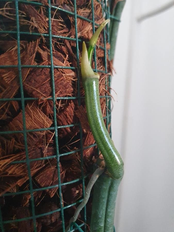 Vanilla roscheri — search result for 'Somalia'