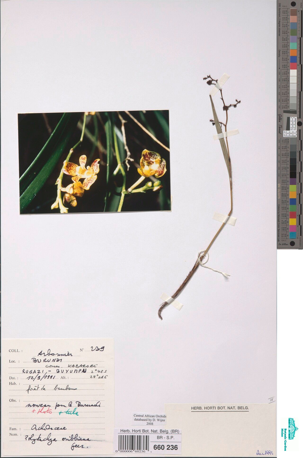 Polystachya cribbiana — houseplant care guide