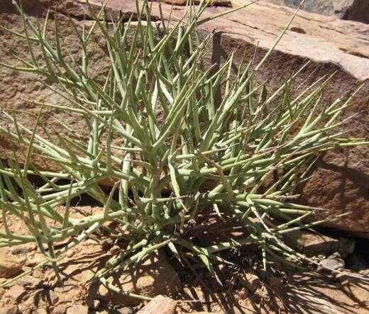 Euphorbia spinea — houseplant care guide