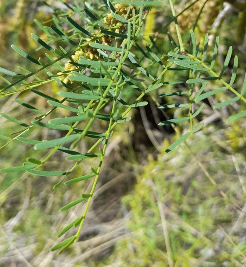 Prosopis alpataco