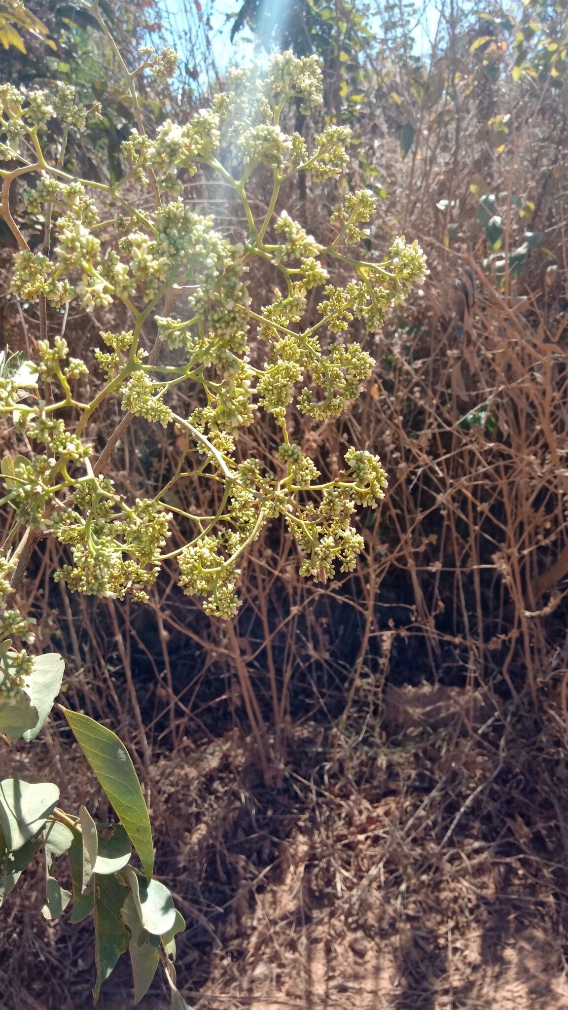 Dalbergia peltieri flower