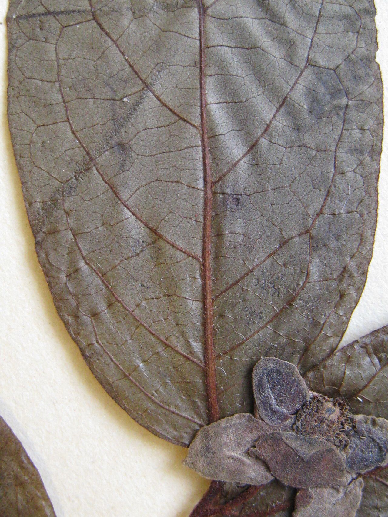 Annona tenuiflora — search result for 'Annonaceae'