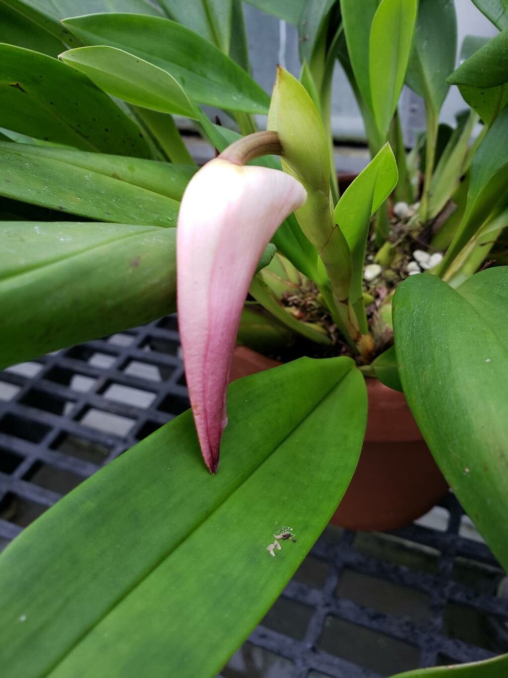 Maxillaria molitor flower