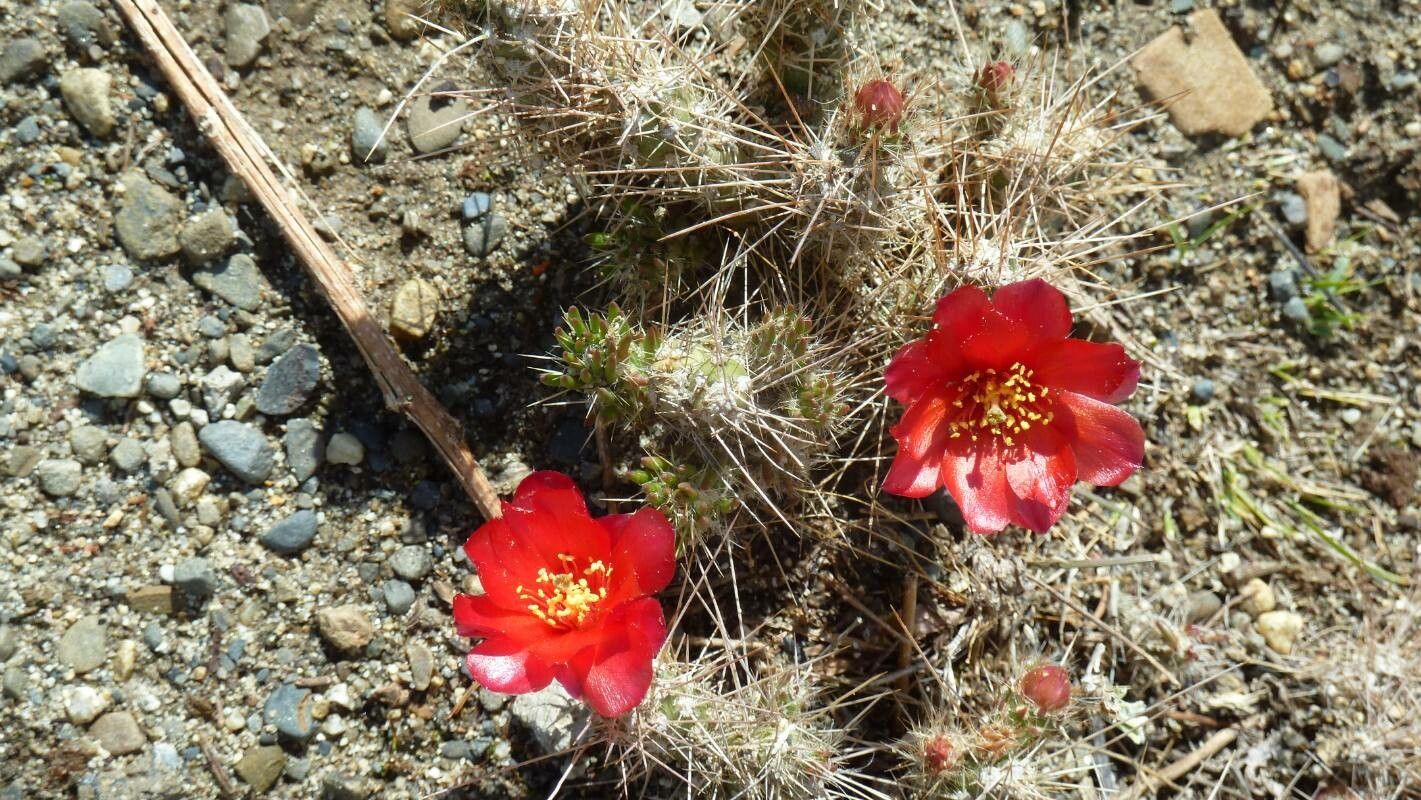 Austrocylindropuntia shaferi — related species from the same genus