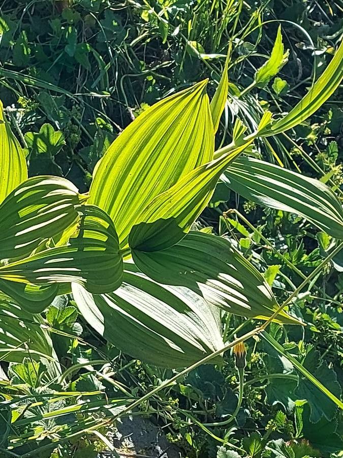 Veratrum album leaf