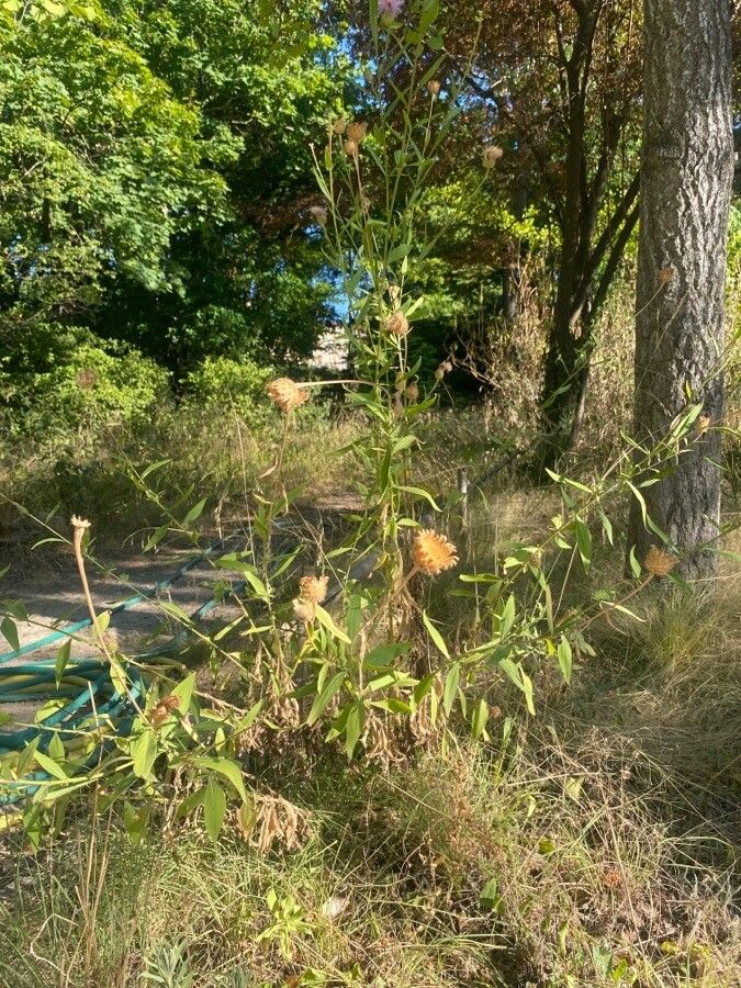 Cheirolophus sempervirens habit