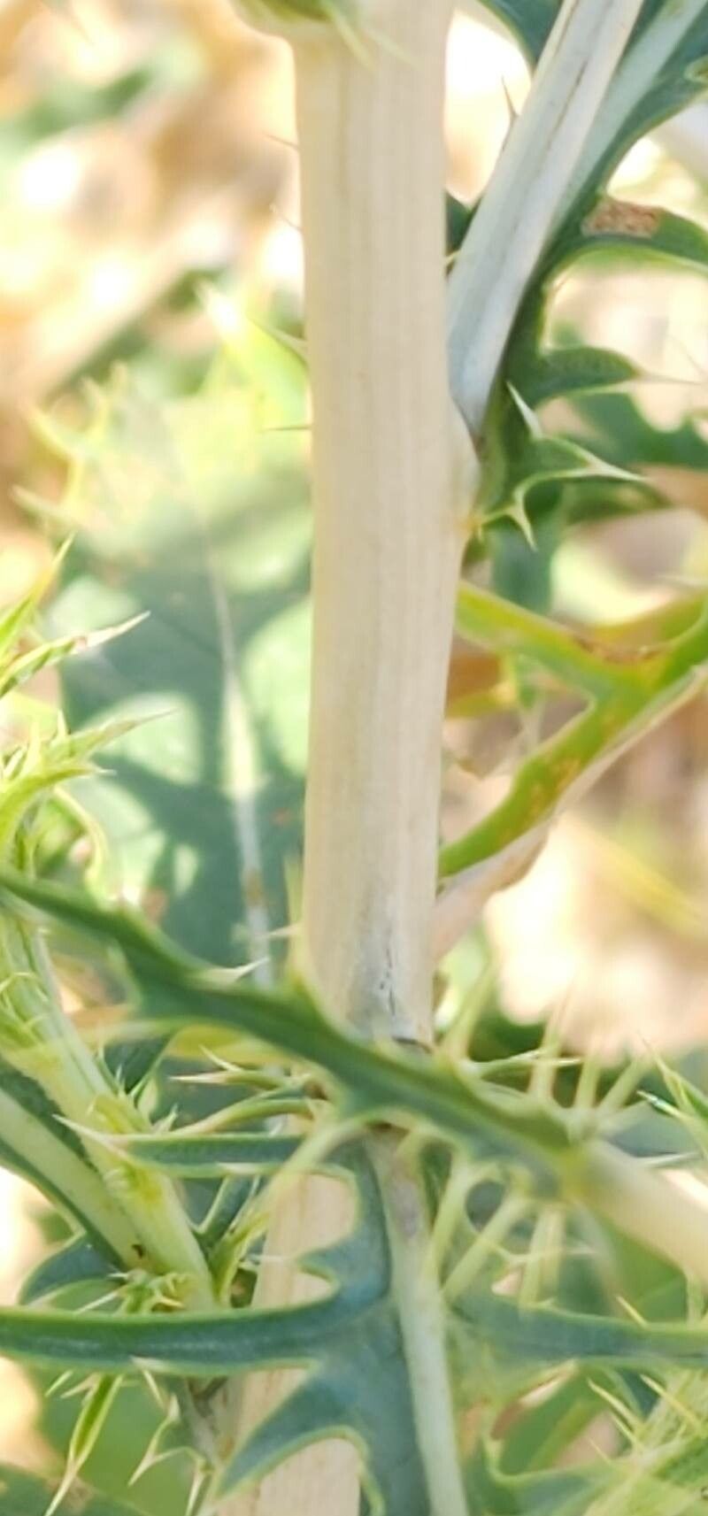 Carthamus oxyacanthus bark