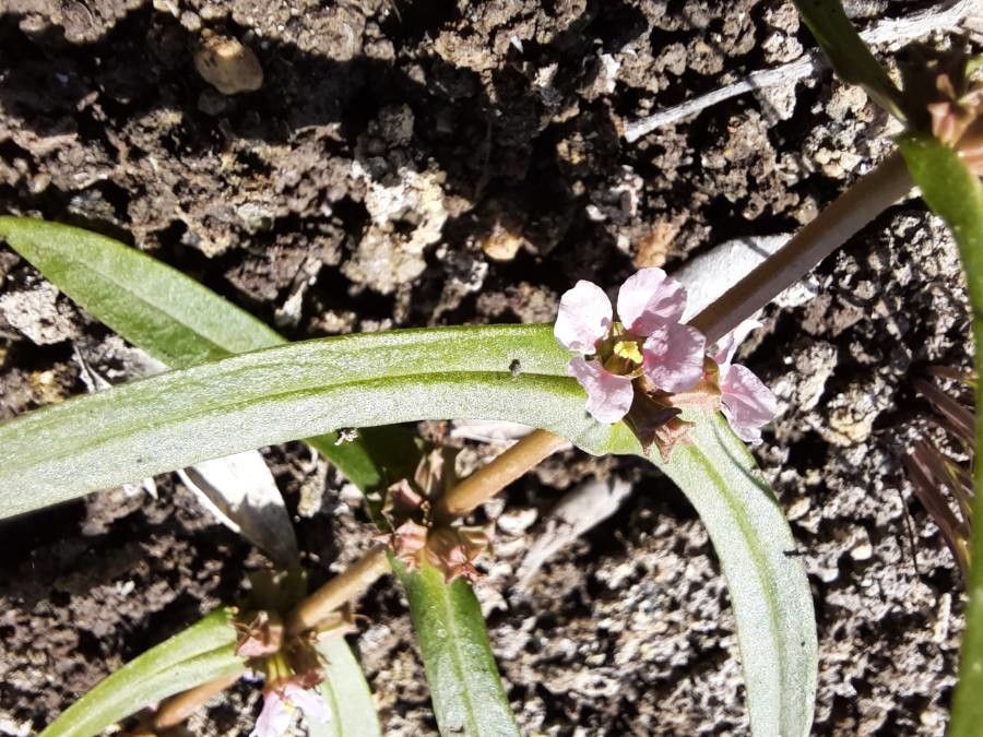 Ammannia latifolia flower