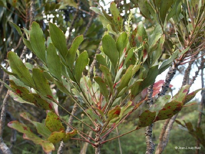 Beauprea balansae leaf