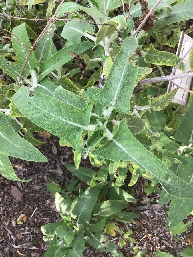 Salvia canariensis leaf