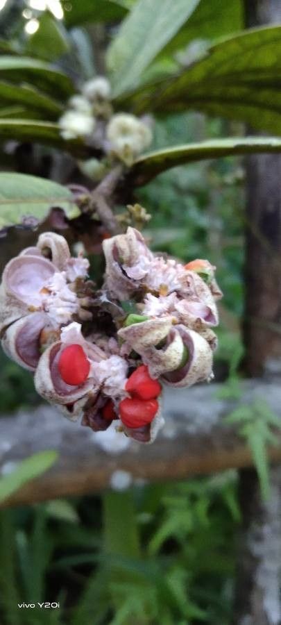 Erythrina gibbosa fruit