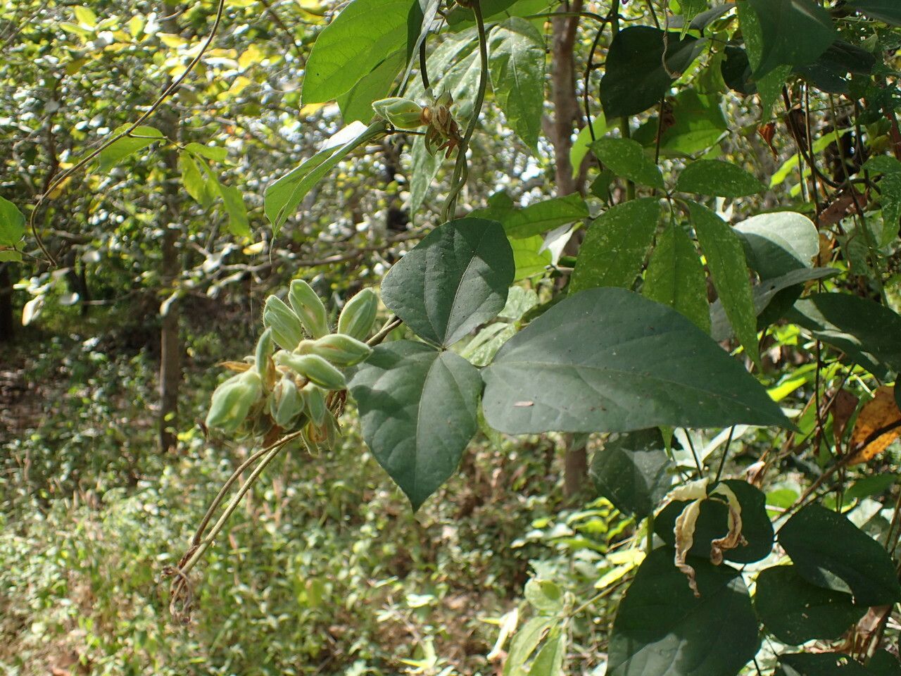 Rhynchosia albae-pauli other