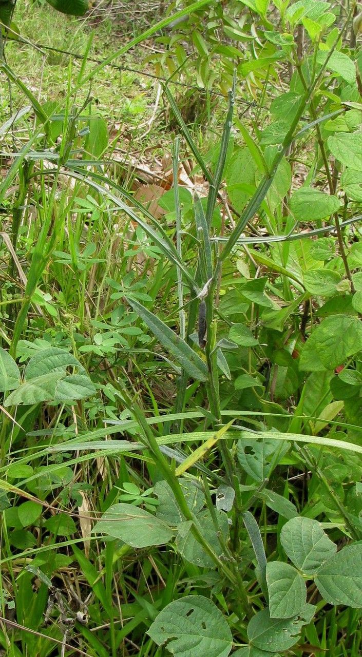 Crotalaria pilosa habit