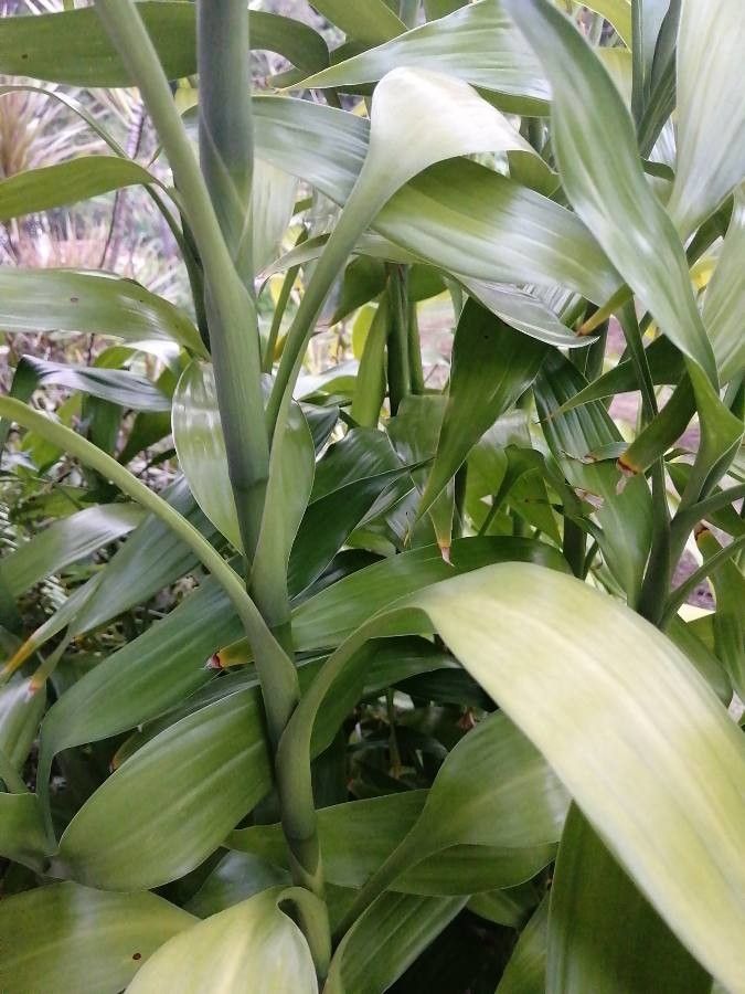 Dracaena sanderiana leaf