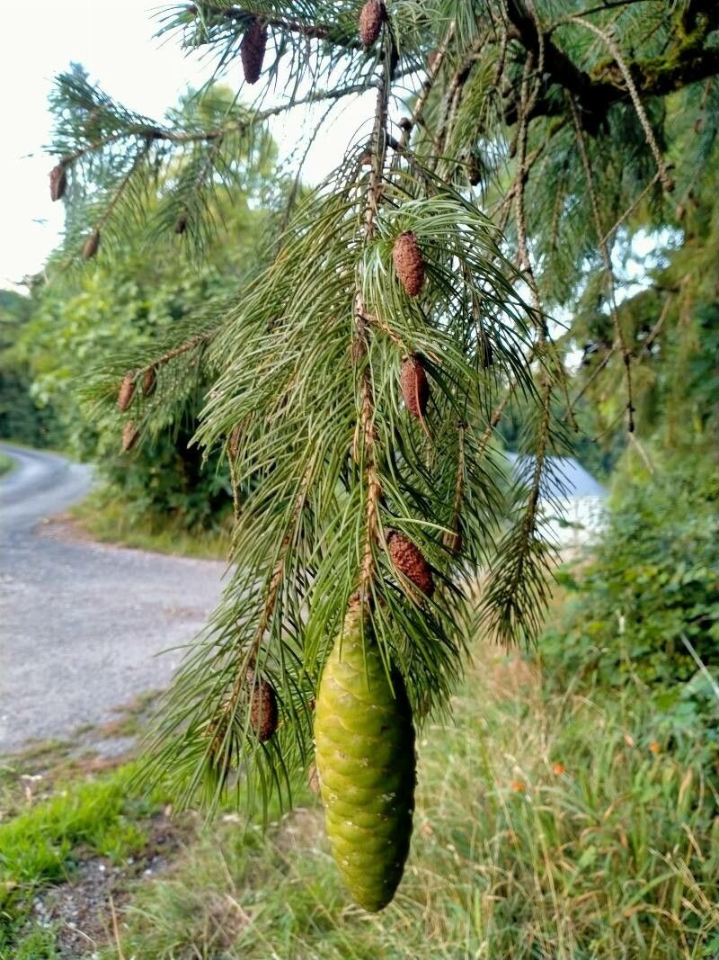 Picea smithiana fruit
