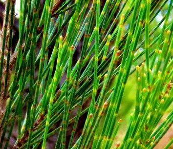 Allocasuarina littoralis — related species from the same genus