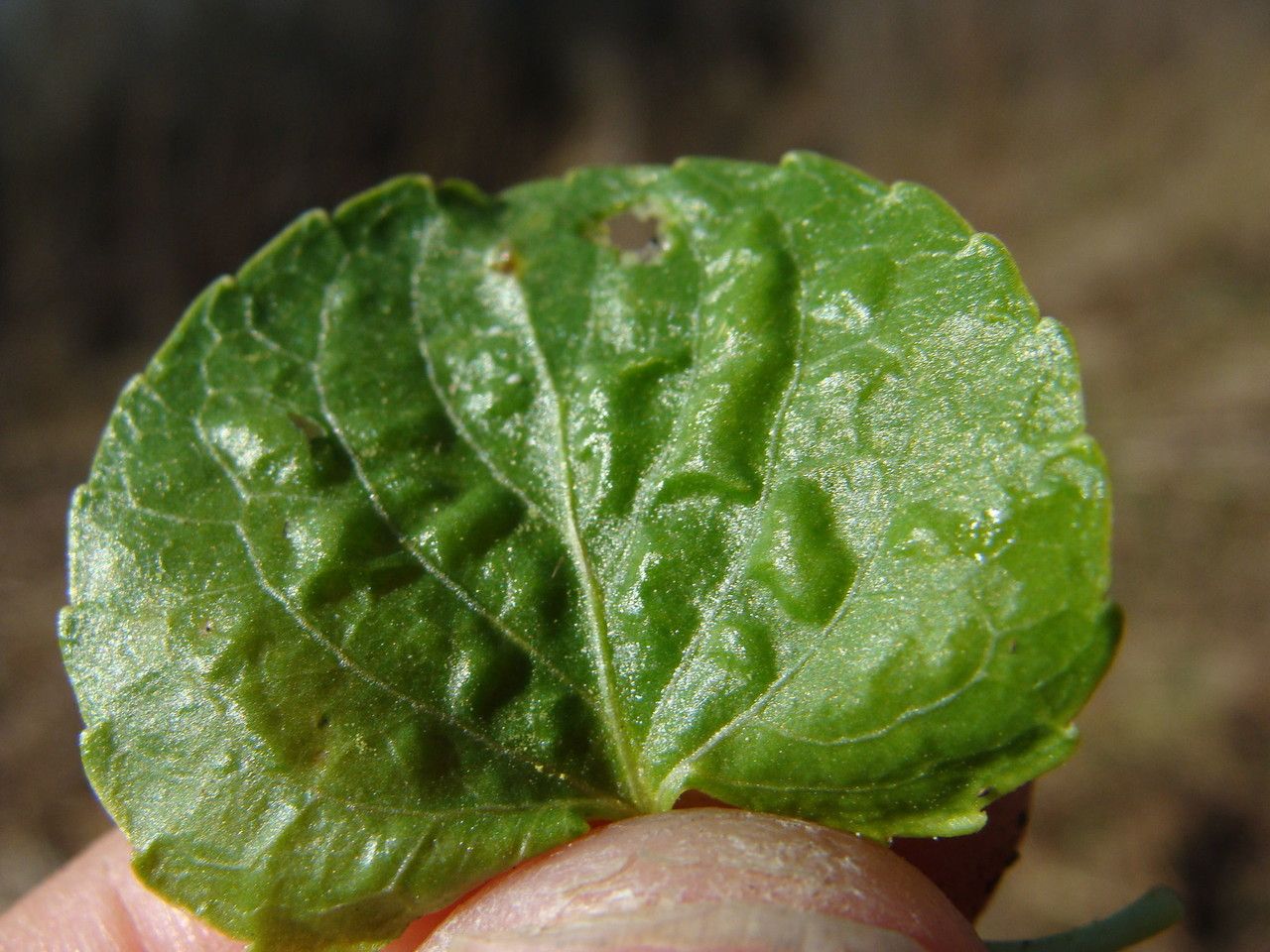 Viola renifolia — search result for 'Viola'