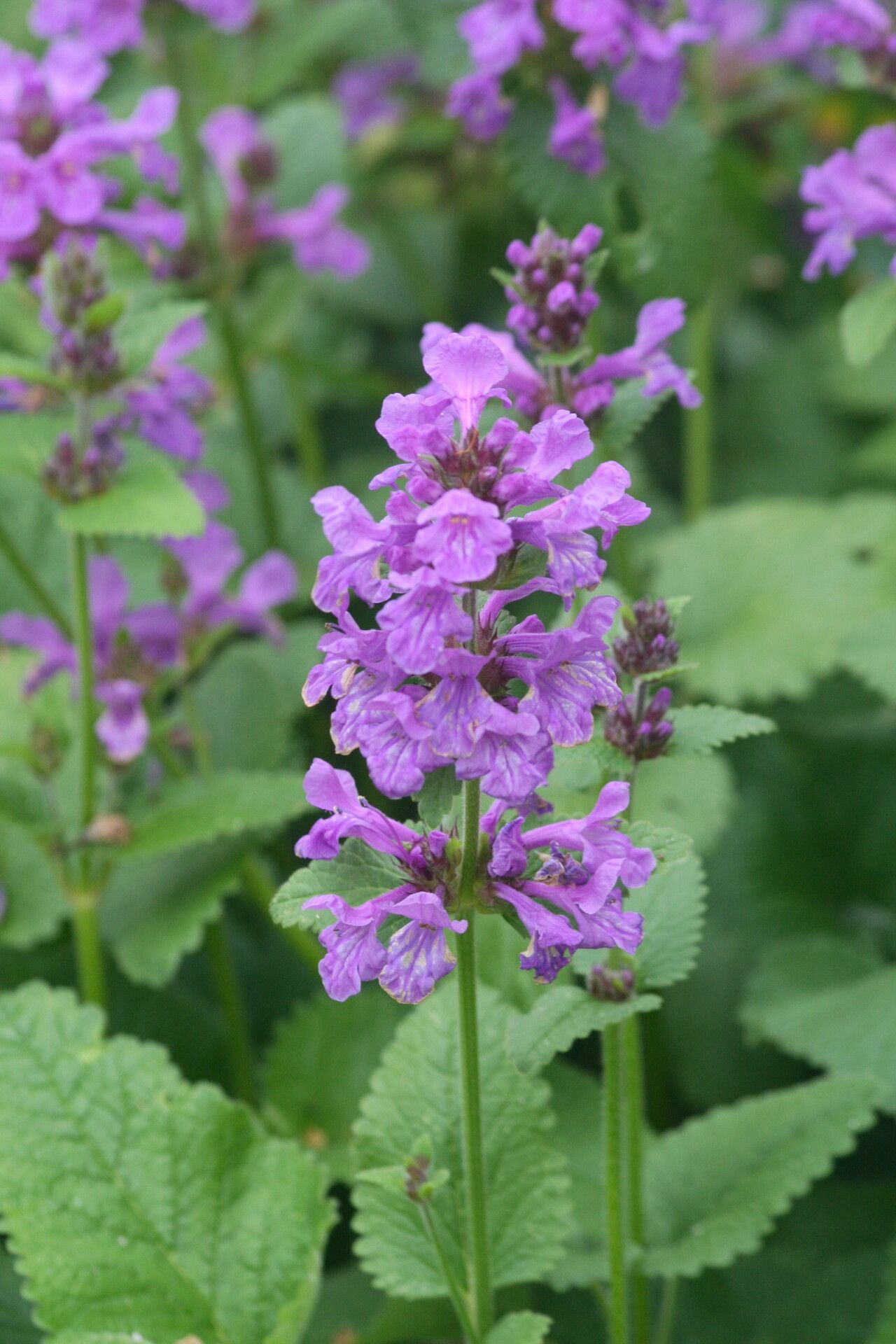 Stachys macrantha — search result for 'Stachys'
