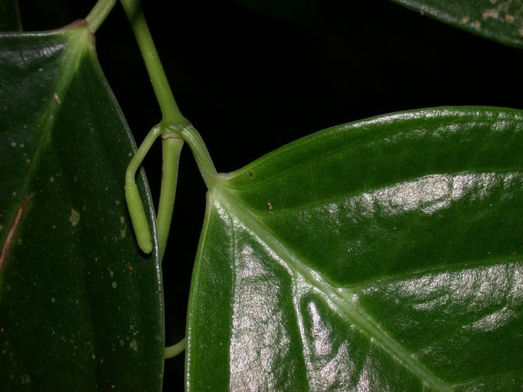 Piper urophyllum fruit