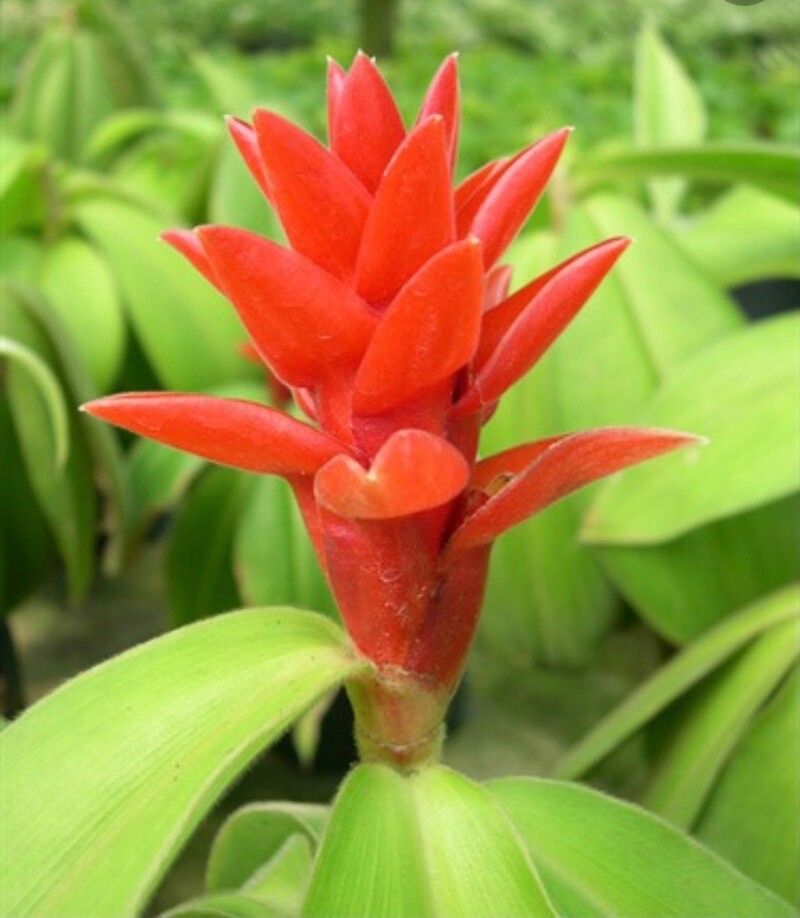 Costus montanus — search result for 'Costus'